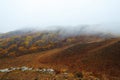 Silver birch on the hiilside Royalty Free Stock Photo