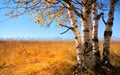 Silver birch Royalty Free Stock Photo