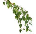 Silver Birch Leaves Royalty Free Stock Photo