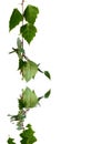 Silver Birch Leaves Royalty Free Stock Photo