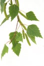 Silver birch leaves