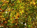 Silver Birch Leaves in Autumn Royalty Free Stock Photo