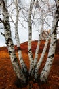 Silver birch on the meadows Royalty Free Stock Photo