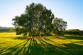 The silver birch and it`s shadows Royalty Free Stock Photo