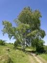 Silver Birch Royalty Free Stock Photo