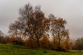 A Silver Birch tree with autumnal leaves.