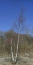 Silver Birch Tree Royalty Free Stock Photo