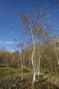 Silver Birch Tree Royalty Free Stock Photo