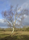 Silver Birch Tree Royalty Free Stock Photo