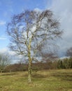 Silver Birch Tree Royalty Free Stock Photo