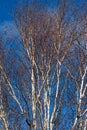 Silver birch tree branches on bright blue sky Royalty Free Stock Photo