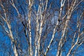 Silver birch tree branches on blue sky Royalty Free Stock Photo