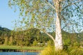 Silver birch tree in edge of waterway with pine trees on background hills Royalty Free Stock Photo