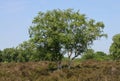 Silver Birch Tree