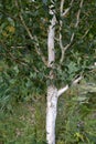 Silver birch Royalty Free Stock Photo