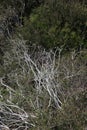 Silver Birch Tree surrounded by burnt bushes