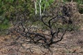 Silver Birch Tree surrounded by burnt bushes