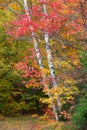Silver birch tree surrounded with colorful maple leaves