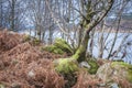 Silver Birch trees amongst the bracken and moss covered boulders Royalty Free Stock Photo