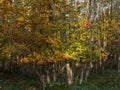 Silver Birch Trees in Autumn Royalty Free Stock Photo