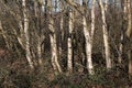 Silver birch trees, Betula pendula, in winter woodland Royalty Free Stock Photo