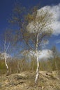 Silver Birch Trees Royalty Free Stock Photo