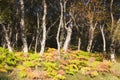 Silver Birch Trees Royalty Free Stock Photo