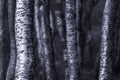 Silver birch trees monochromatic image