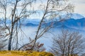 Silver birch trees Royalty Free Stock Photo