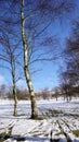 Silver birch trees in the snow in Derbyshire, UK
