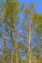 Silver birch trees in the sunshine Royalty Free Stock Photo