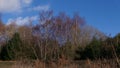 Silver birch trees in winter with no leaves against blue sky Royalty Free Stock Photo