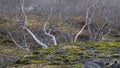 Silver birch trees in woodlands of Iceland Royalty Free Stock Photo