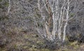 Silver birch trees in woodlands of Iceland Royalty Free Stock Photo