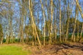 Silver birch tress in sunshine Royalty Free Stock Photo