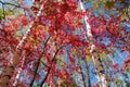 The silver birch trunk and autumn leaves in blue sky