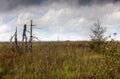 Silver Birch trunk High Fens landscape Botrange Belgium Royalty Free Stock Photo