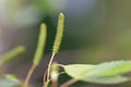 Close up of female catkins, Silver birch, Betula pendula