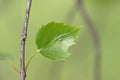 Close-up of leaf of Silver birch, Betula pendula