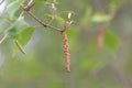 Close-up of male catkin, Silver birch, Betula pendula