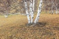 Silver birch in the wild Royalty Free Stock Photo