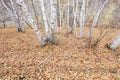 Silver birch in the wild Royalty Free Stock Photo