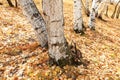 Silver birch in the wild Royalty Free Stock Photo