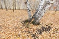 Silver birch in the wild Royalty Free Stock Photo