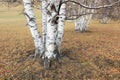 Silver birch in the wild Royalty Free Stock Photo
