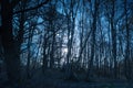Silver birch woodland in moonlight Royalty Free Stock Photo