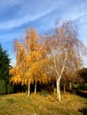 Silver birch with yellow leafs Royalty Free Stock Photo