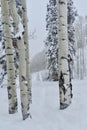 Silver Birches Powder Day: A Christmas Miracle at Beaver Creek Ski Resort