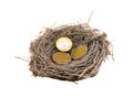 Silver bird nest and euro coins money on white