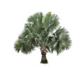 Silver Bismarckia nobilis palm tree